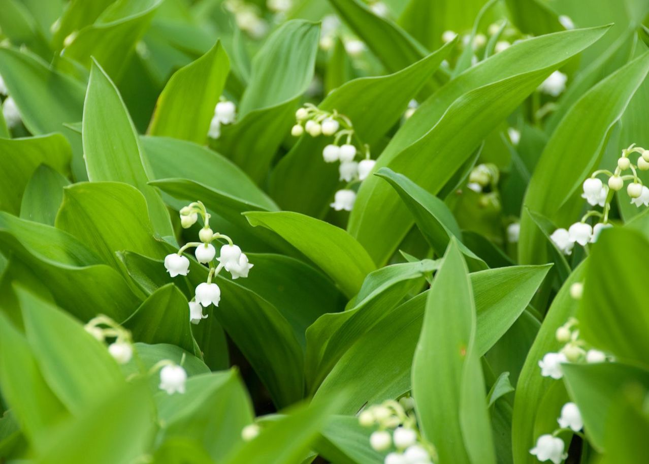 Fête du muguet cultiver son muguet pour le 1er mai