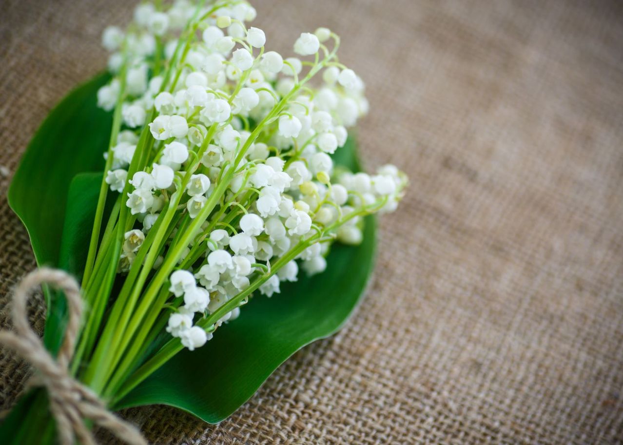 Fête du muguet : pourquoi offrir du muguet le 1er mai