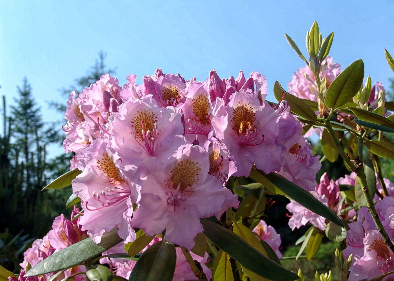 8 plantes à ne pas tailler en mai vous devez absolument les connaitre