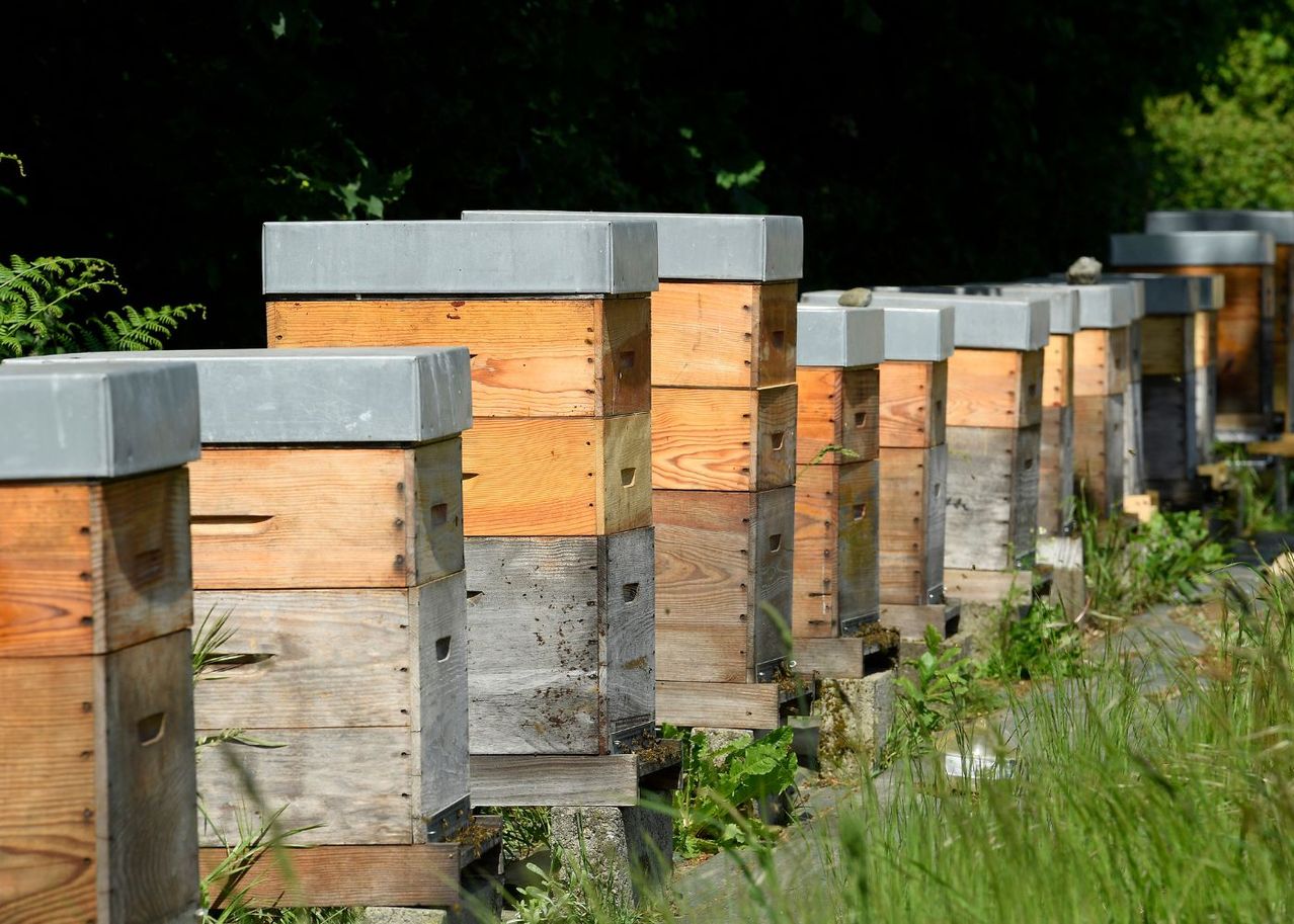 Créer une ruche en permaculture favoriser la biodiversité et la pollinisation pour un jardin