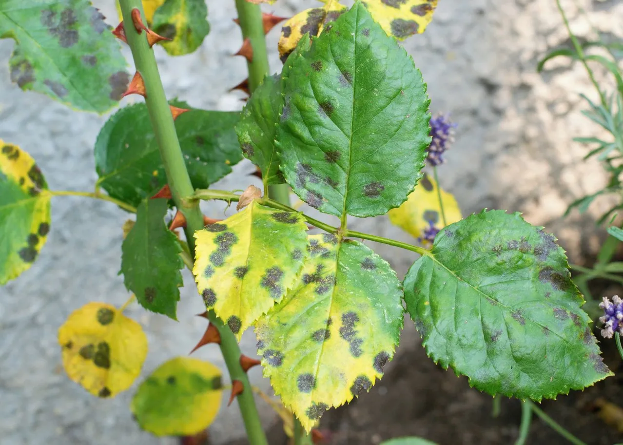 Taches du rosier : identifier et traiter les taches sur les feuilles