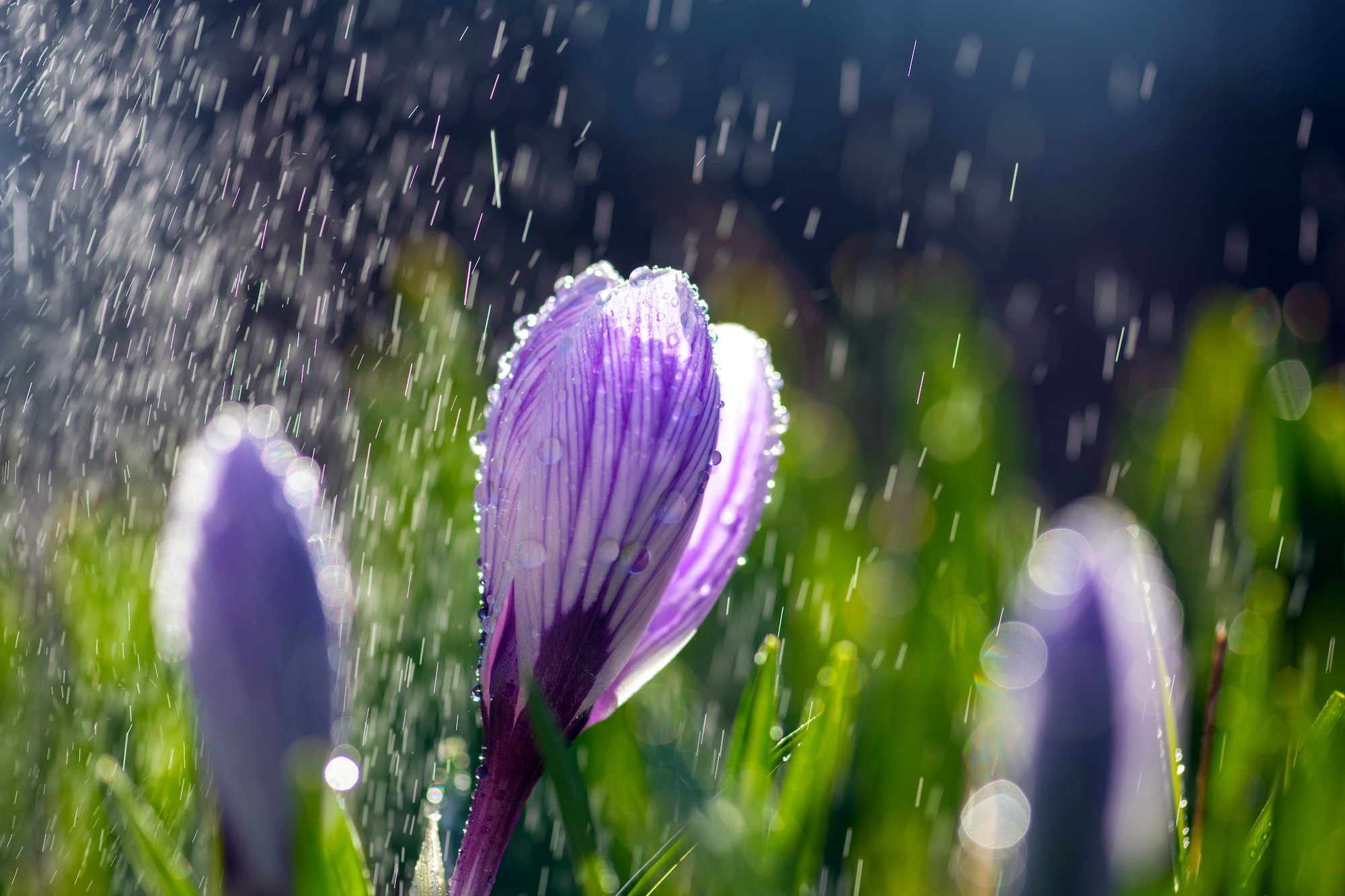 Pluie
