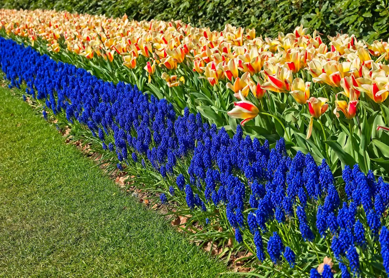 Oubliez les pesticides : ces plantes couvre-sol éradiquent les