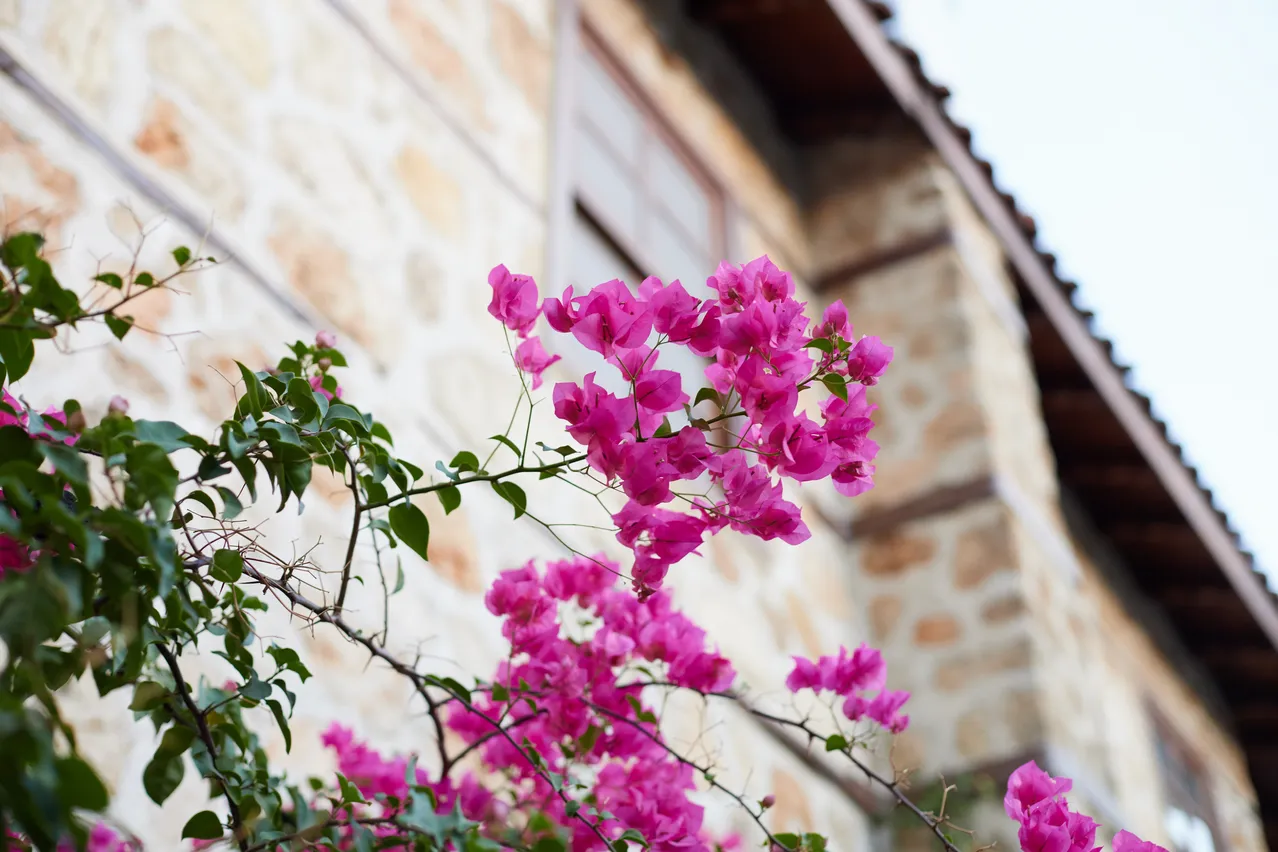 Bougainvillier perd ses fleurs et ses feuilles Sauvez le avec cette astuces