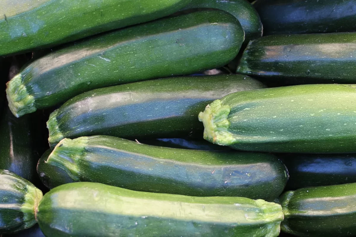 double-recolte-courgettes1