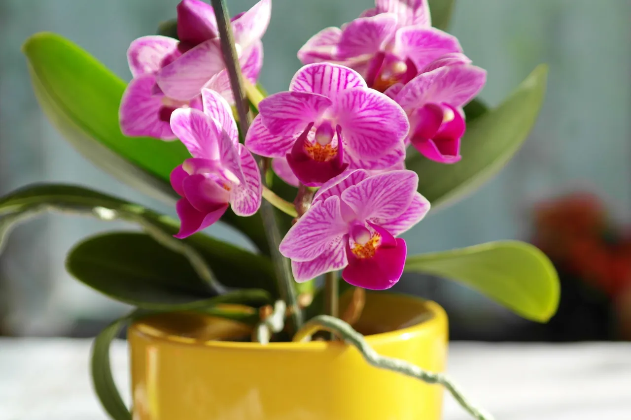 rempotage-orchidee-secrets
