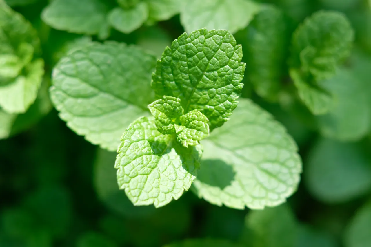 verite-menthe-potager1