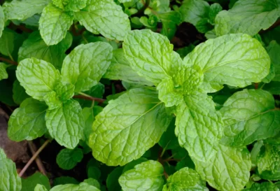 verite-menthe-potager2