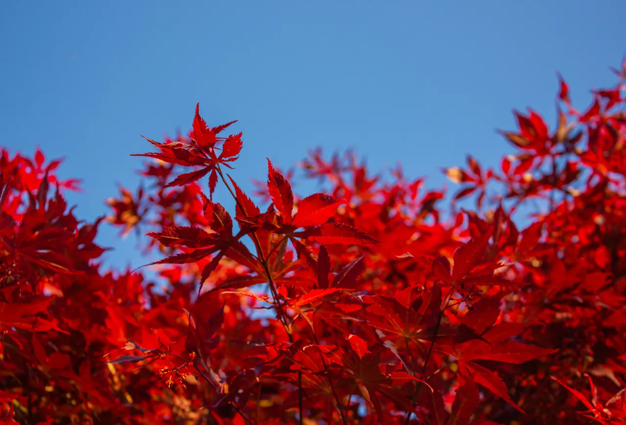 acer-palmatum