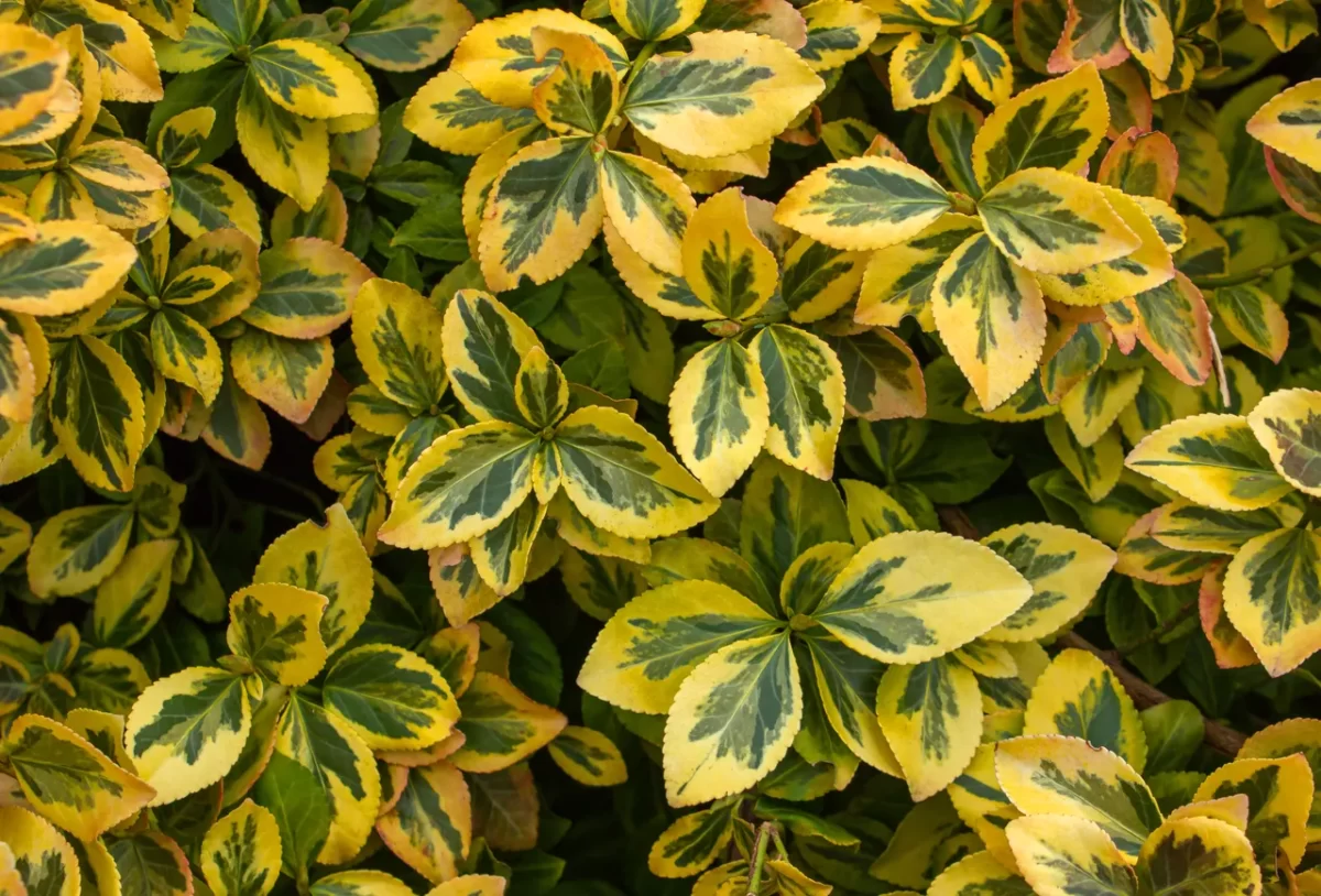 arbustes-persistants-automne