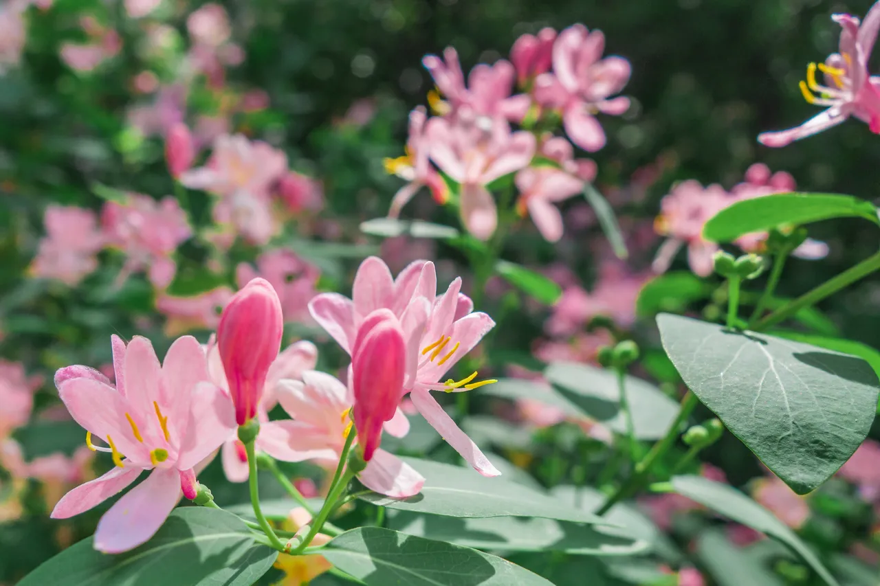arbustes-resistants-au-gel