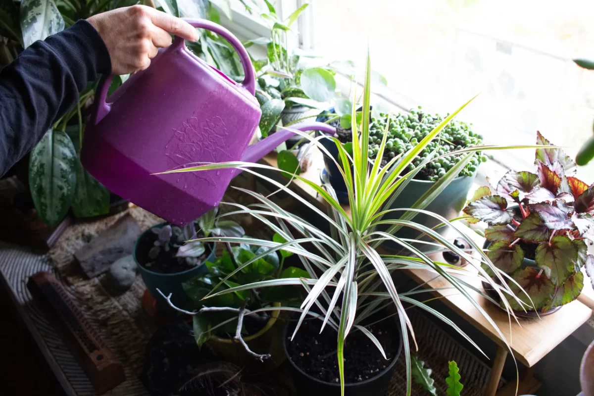 arrosage-plantes-eau