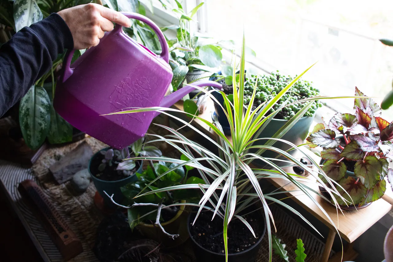 arrosage-plantes-eau