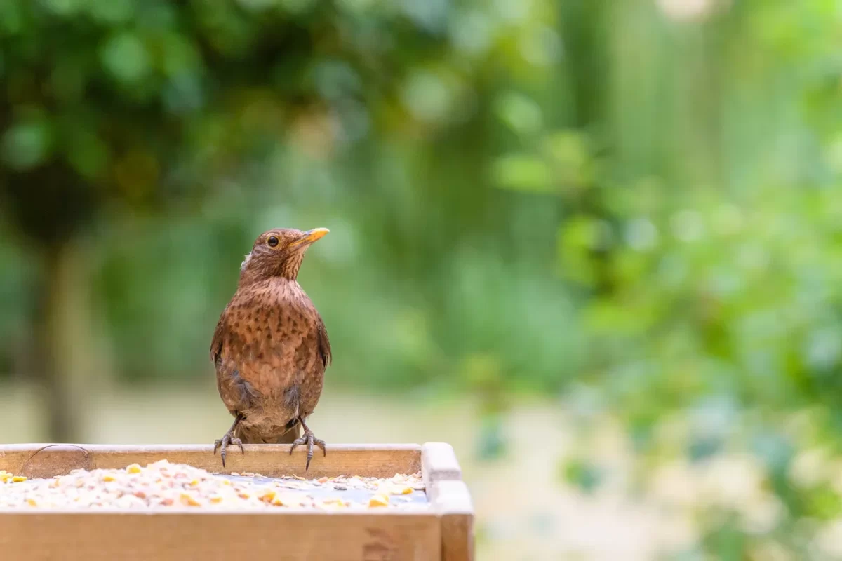 attirer-oiseaux-jardin-automne