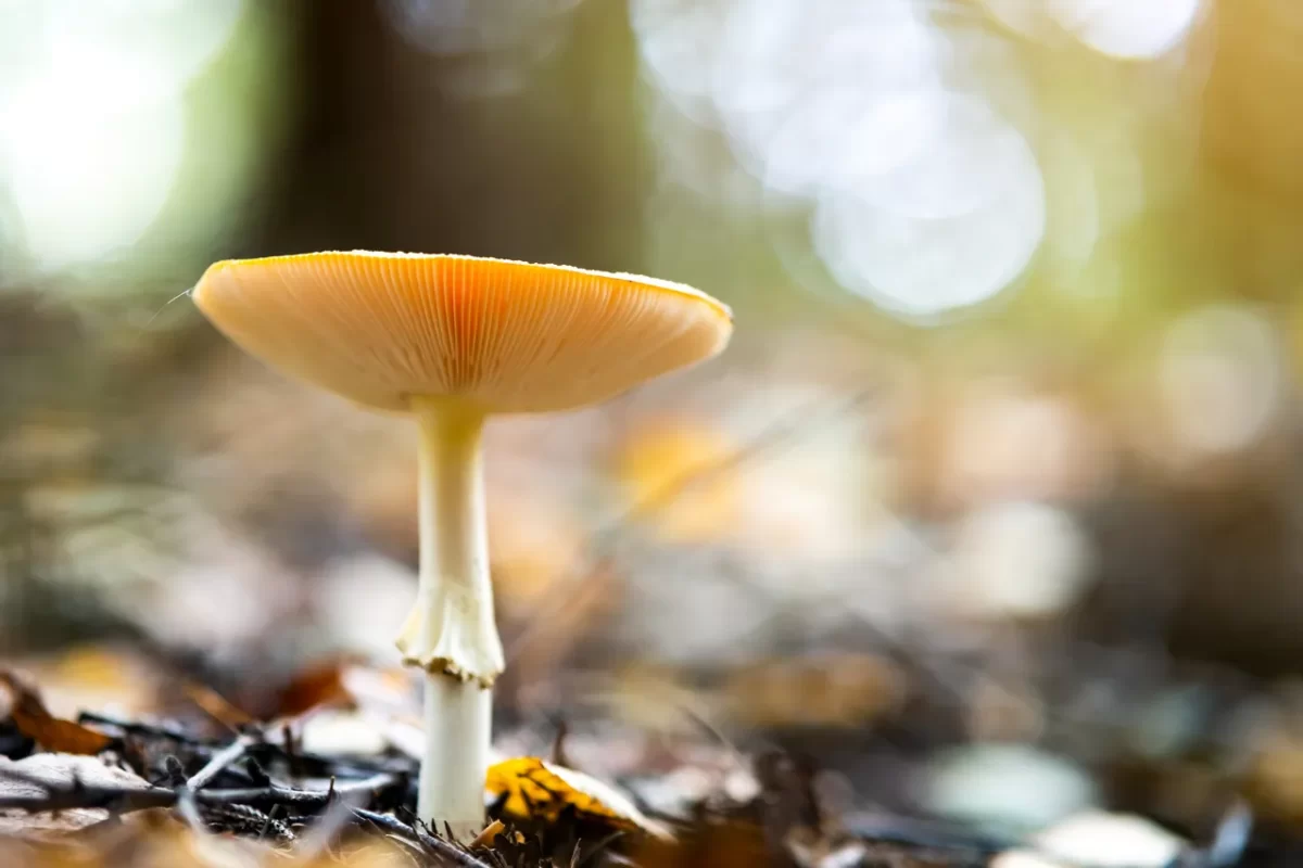 champignons-dangereux