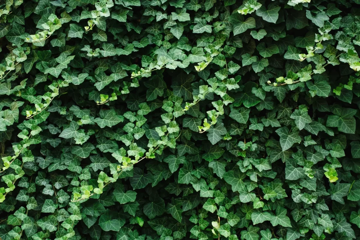 creer-mur-vegetalise