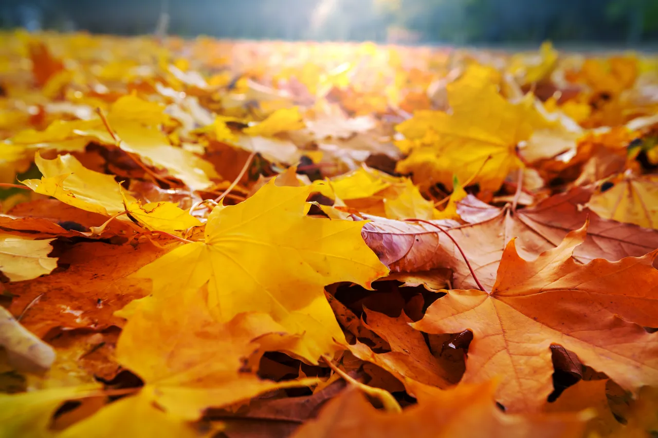 feuilles-jaunissent