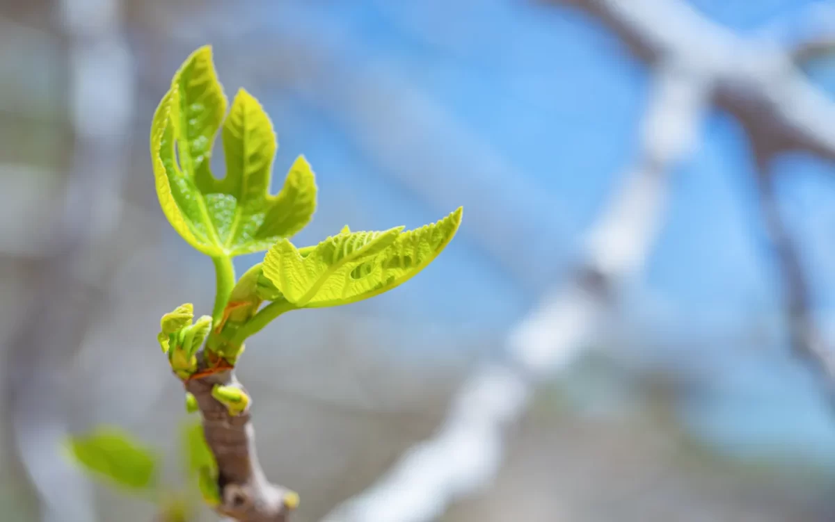 figuier-hiver-protection