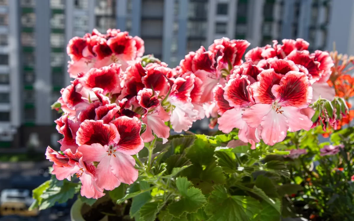 geranium-balcon