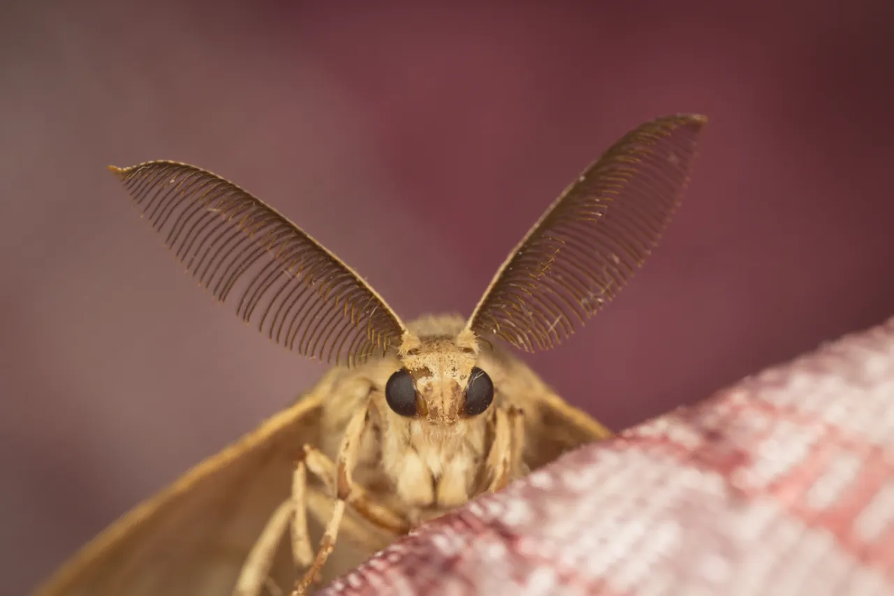 mite-alimentaire