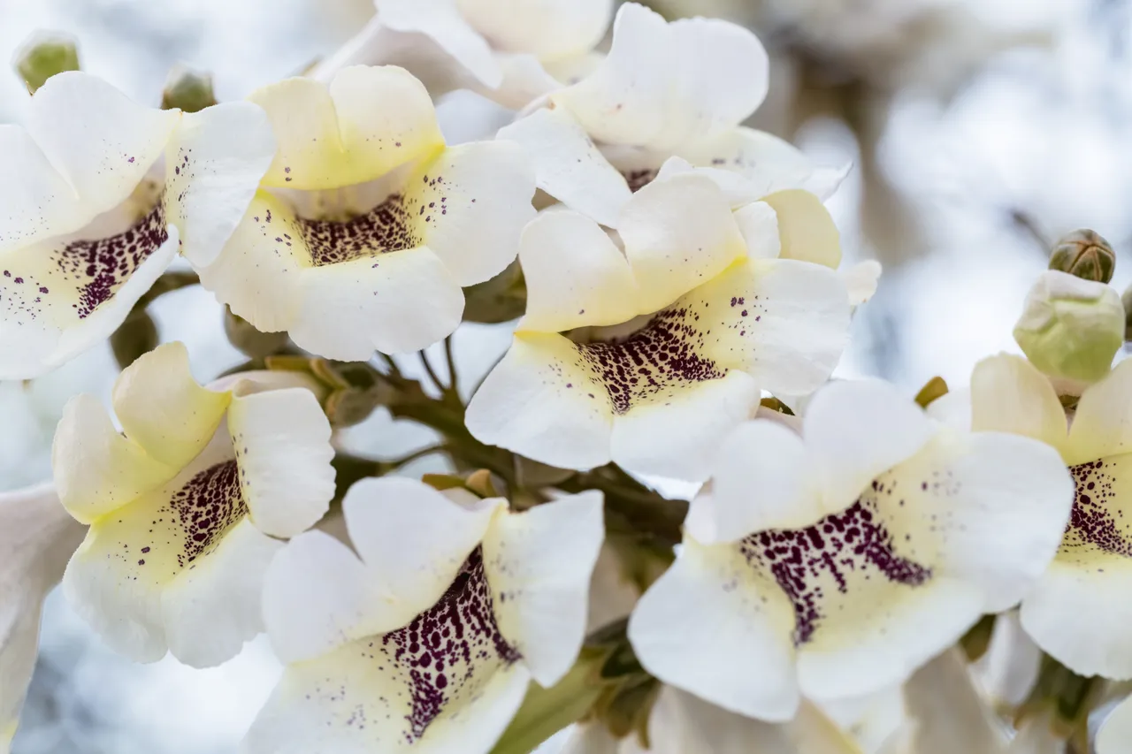 paulownia