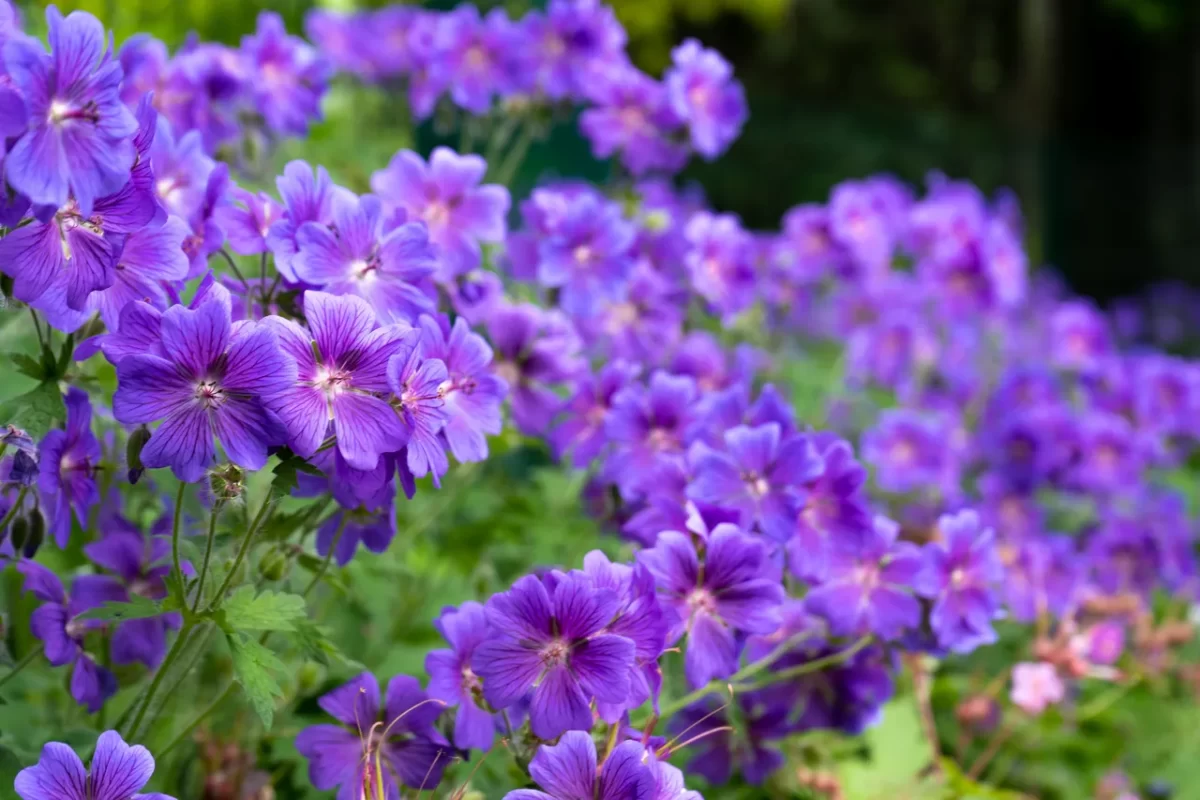 plantes-a-ne-pas-tailler