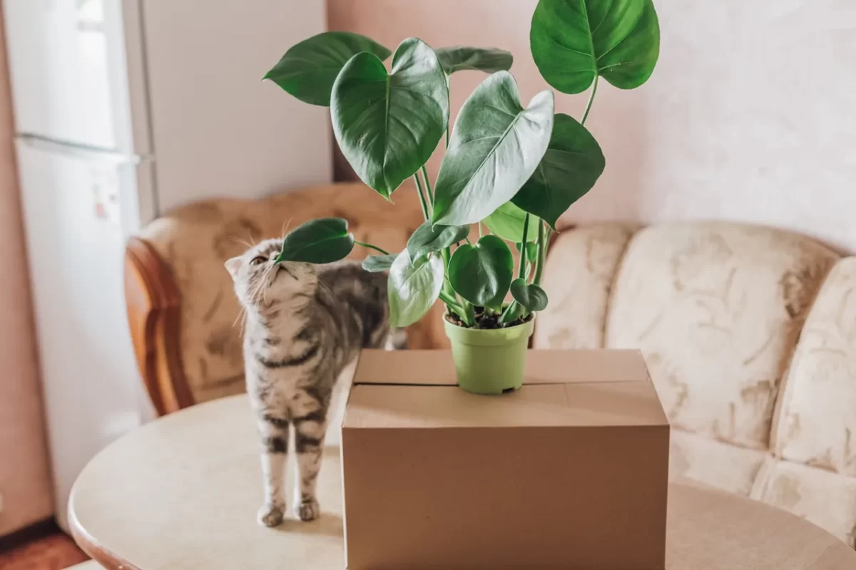 plantes-chat