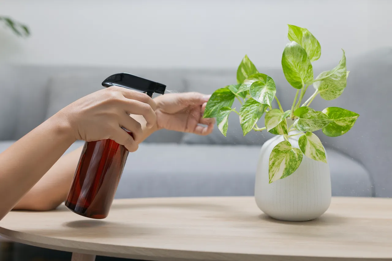plantes-vertes-dinterieur-faciles