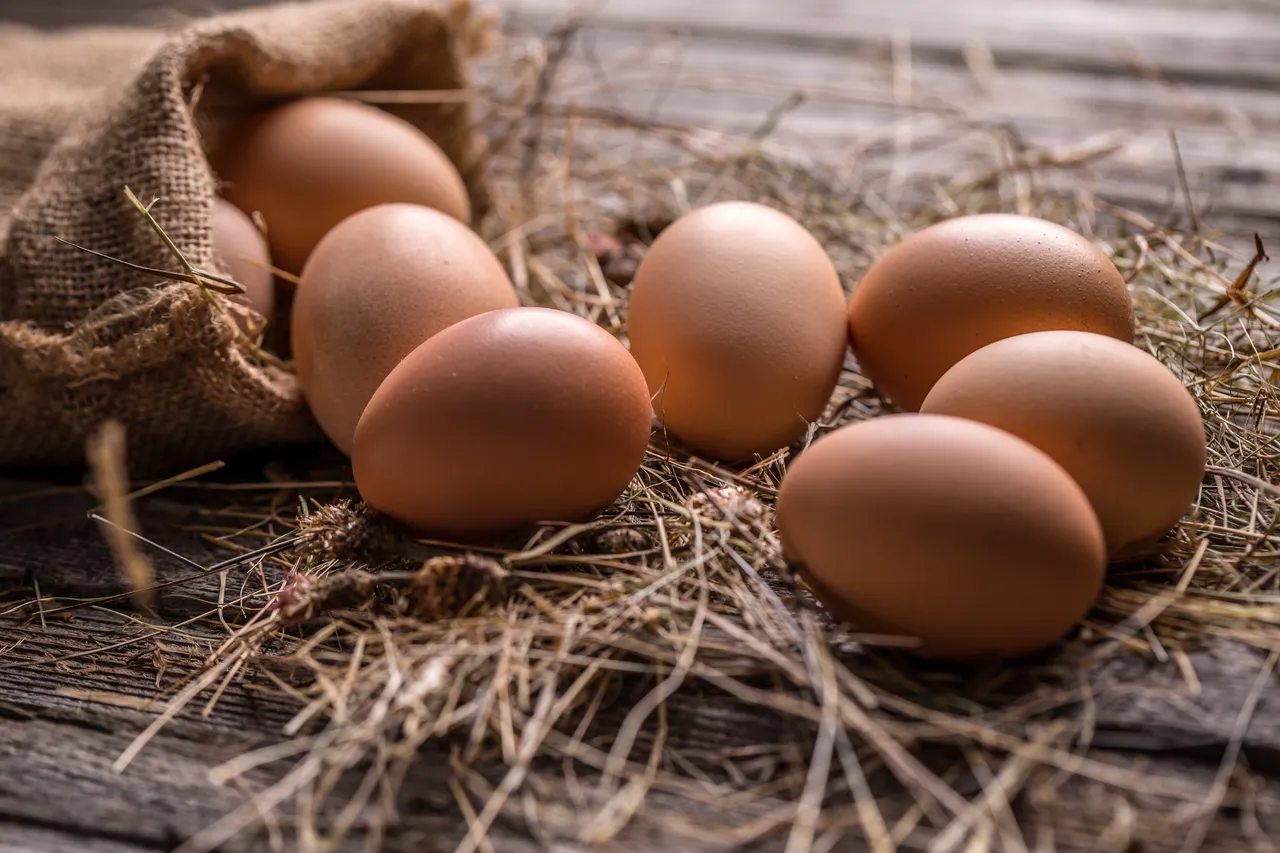 poules-pondent-moins-doeuf