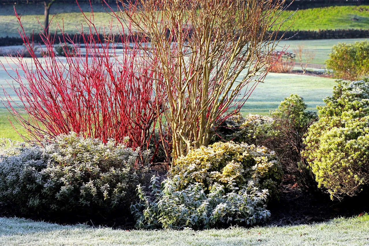 proteger plantes du gel