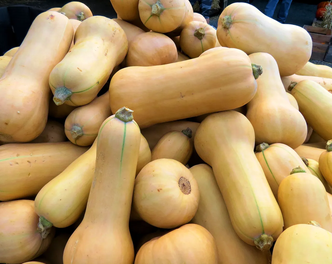 rappel-produit-courges