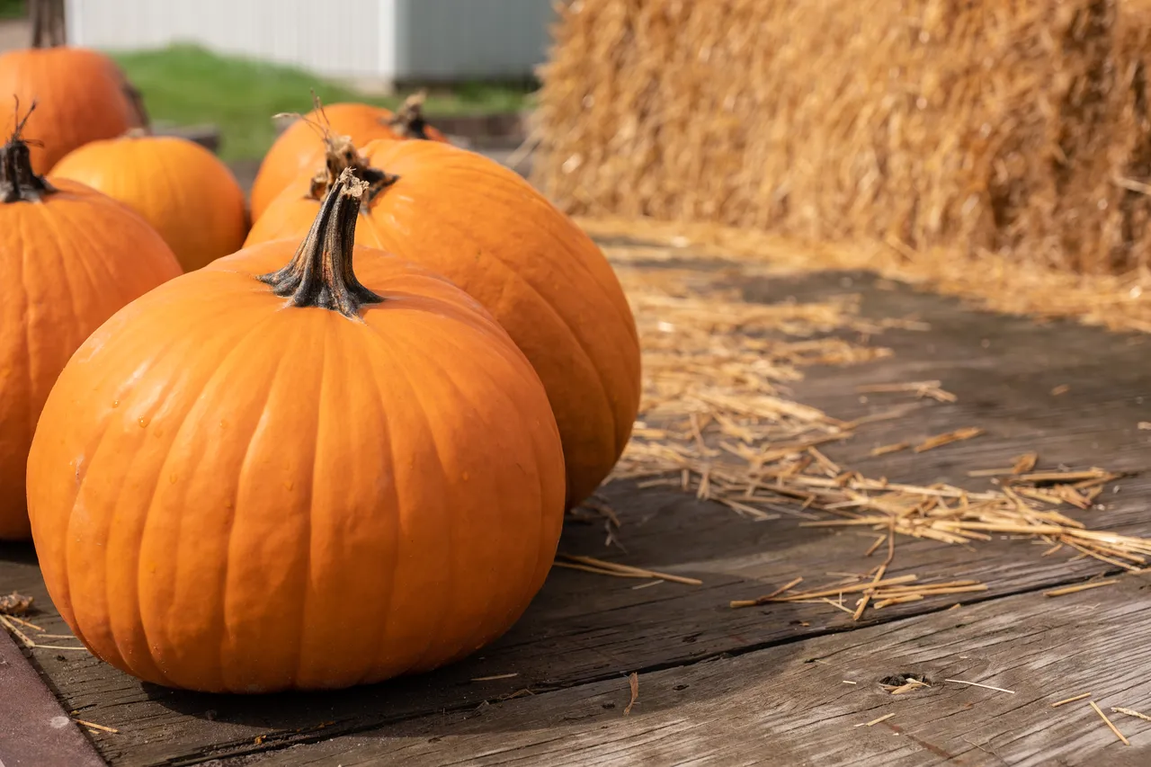 recolter-citrouilles-halloween