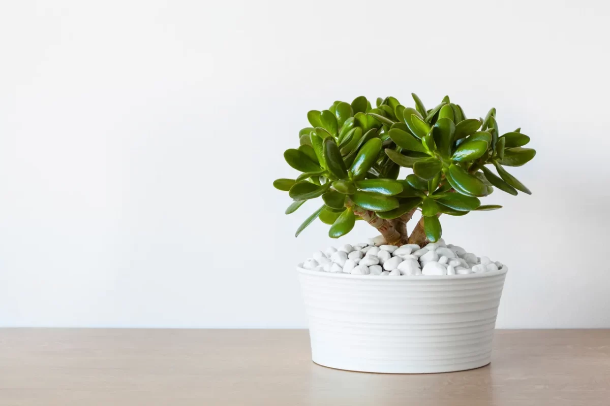 redonner-vie-plante-grasse