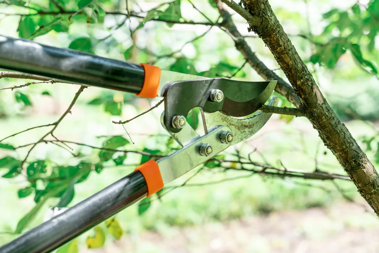 Pouvezvous couper les branches du jardin de votre voisin ? Astuces et conseils pour éviter les