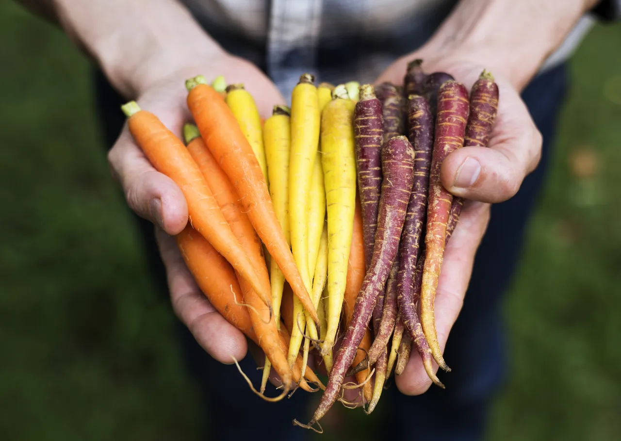 savoir-ramasser-carottes