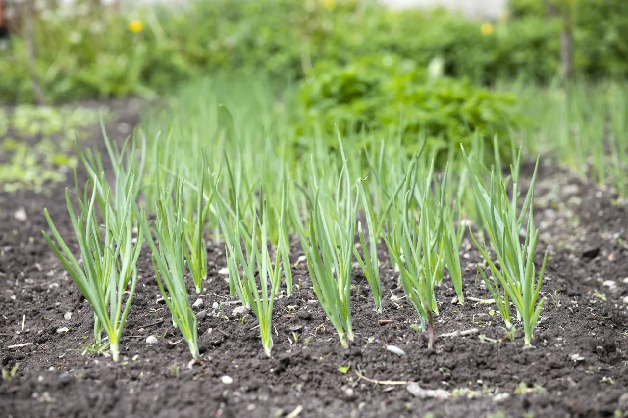 sol-potager-qualite