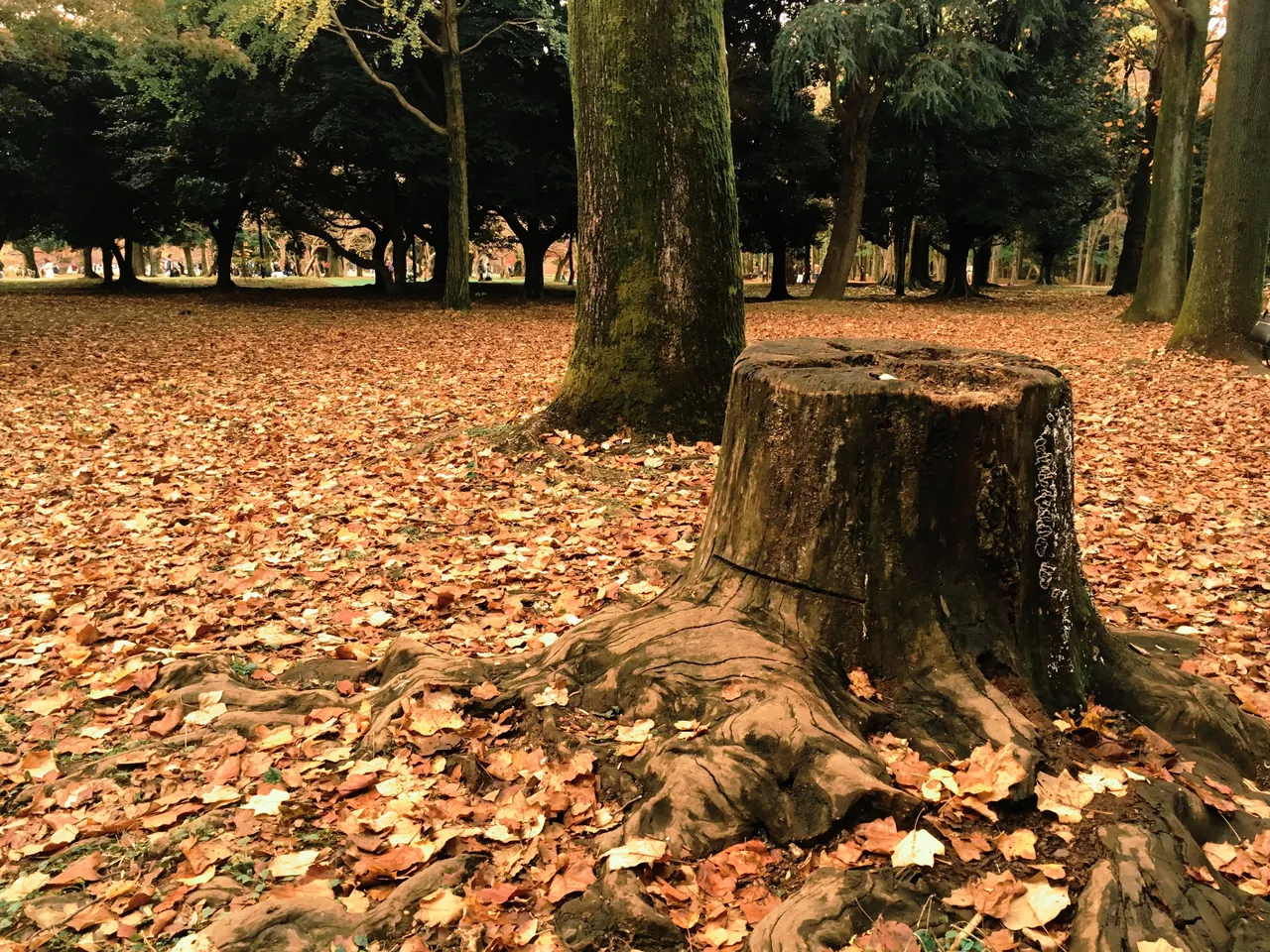 souche-arbre