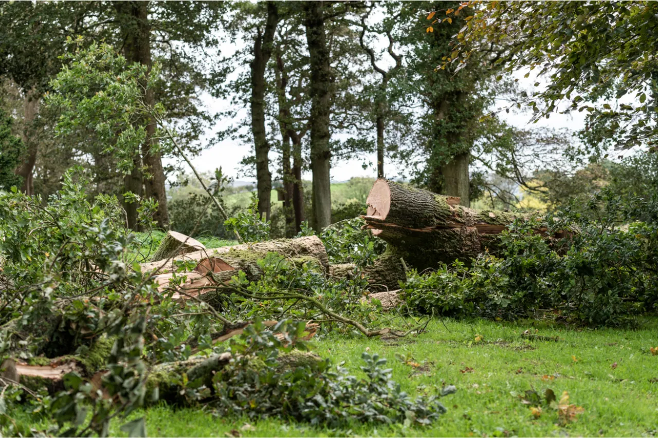 tempete-jardin