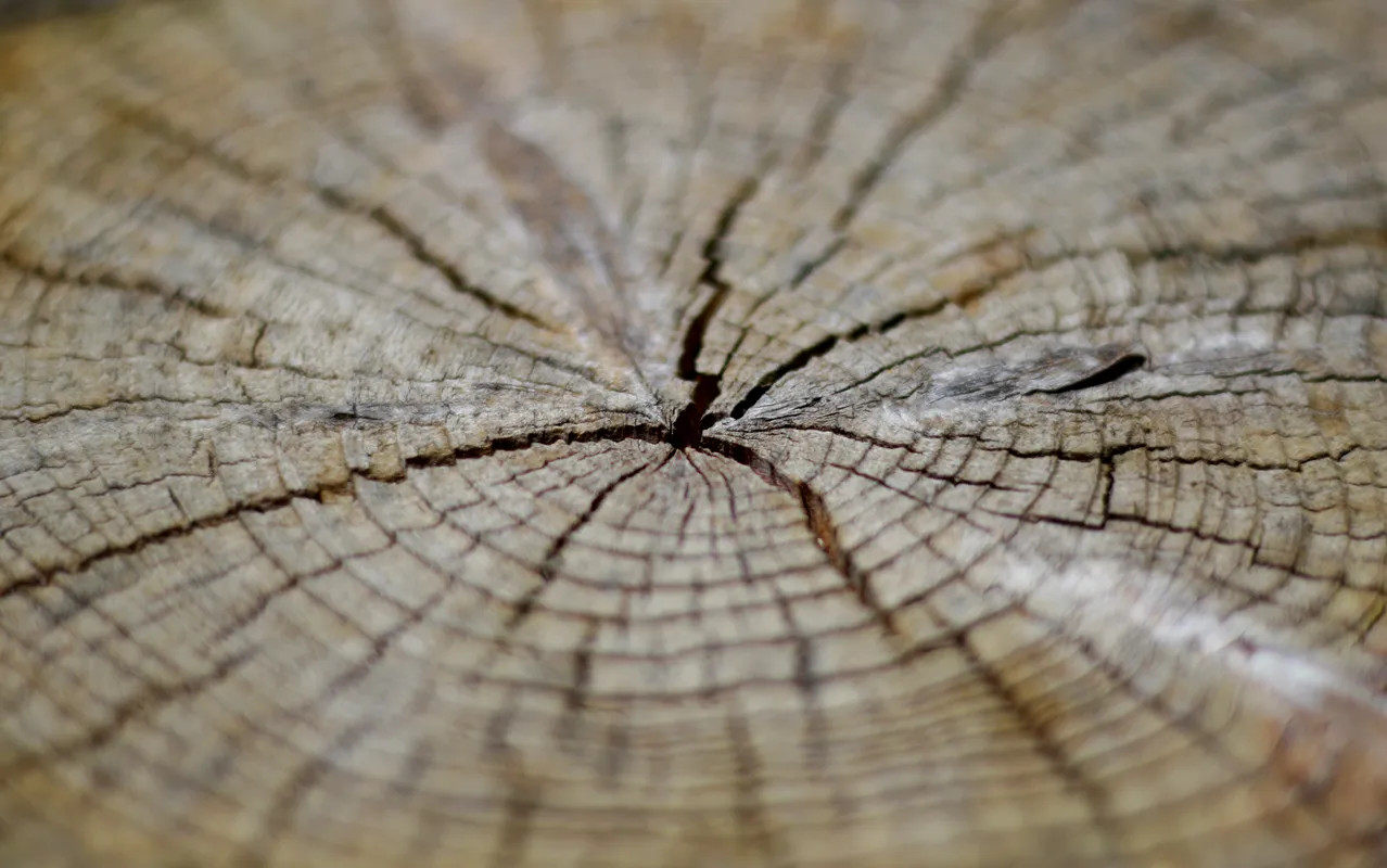 tronc-souche-arbre