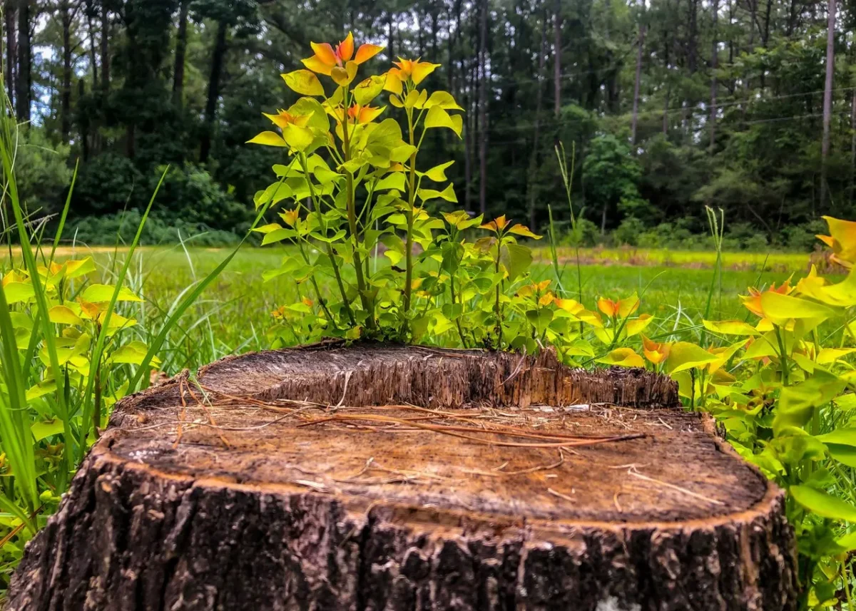 Accélérer la putréfaction des souches