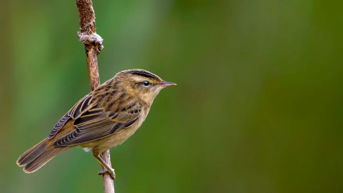 appeau-oiseau