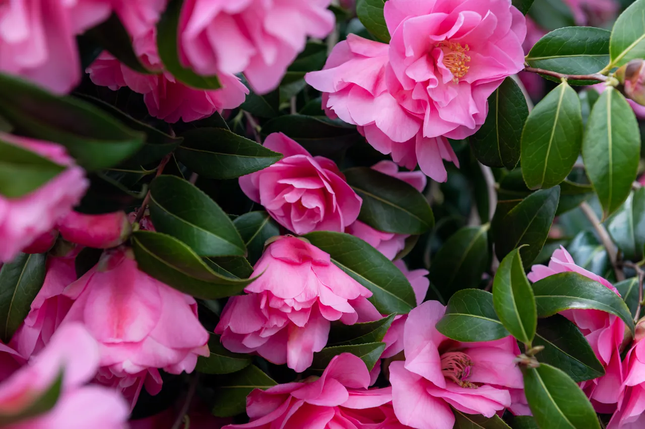 Un jardin fleuri en hiver ? C'est possible ! Découvrez les 9 des — free download
