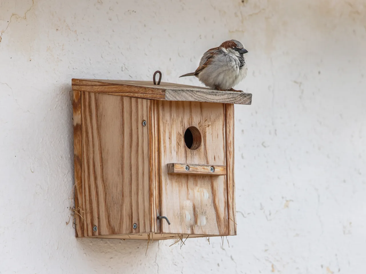 attirer-oiseaux