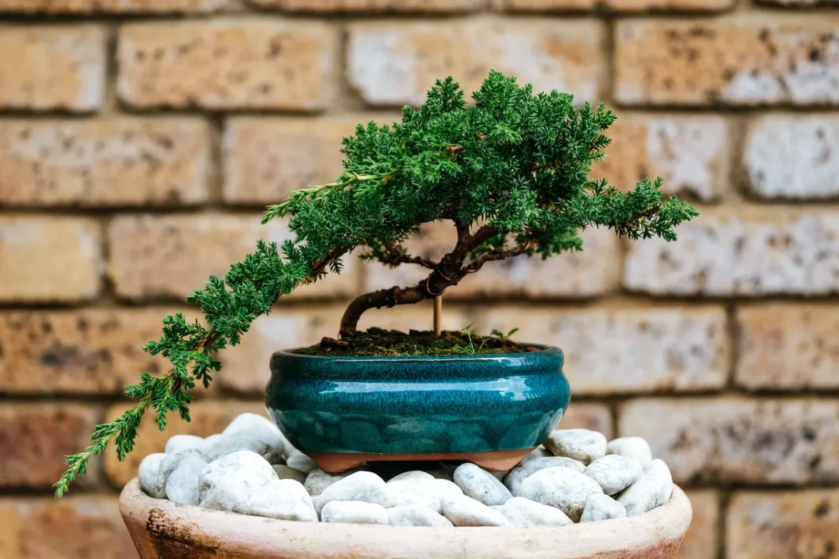 bonsai-maison