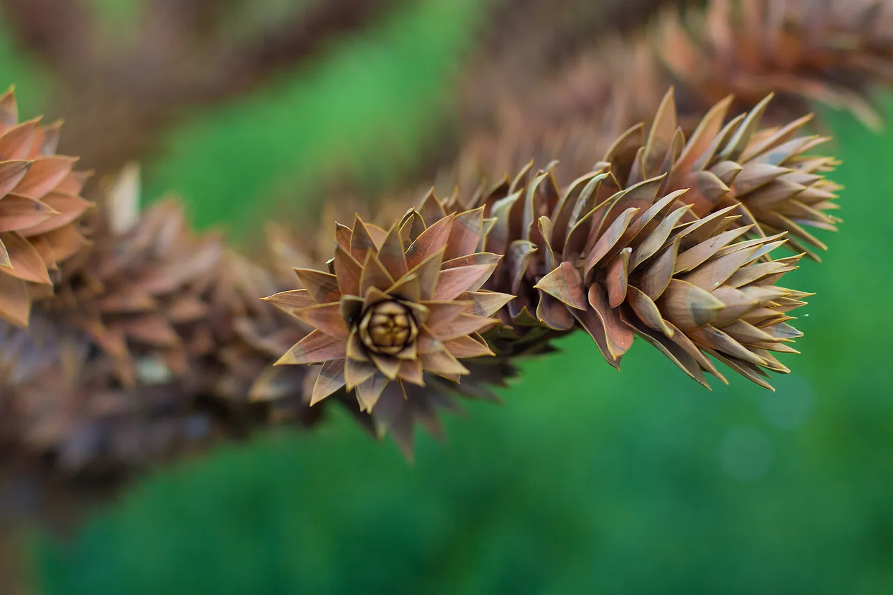 branches-mortes-thuyas