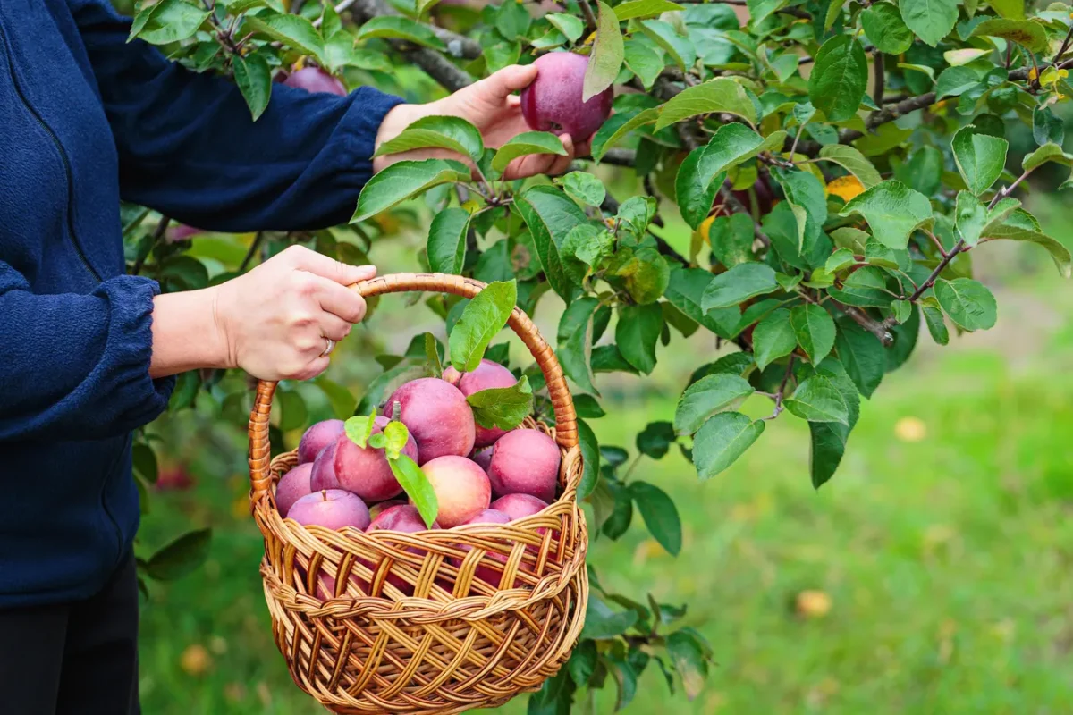 cendre-arbres-fruitiers