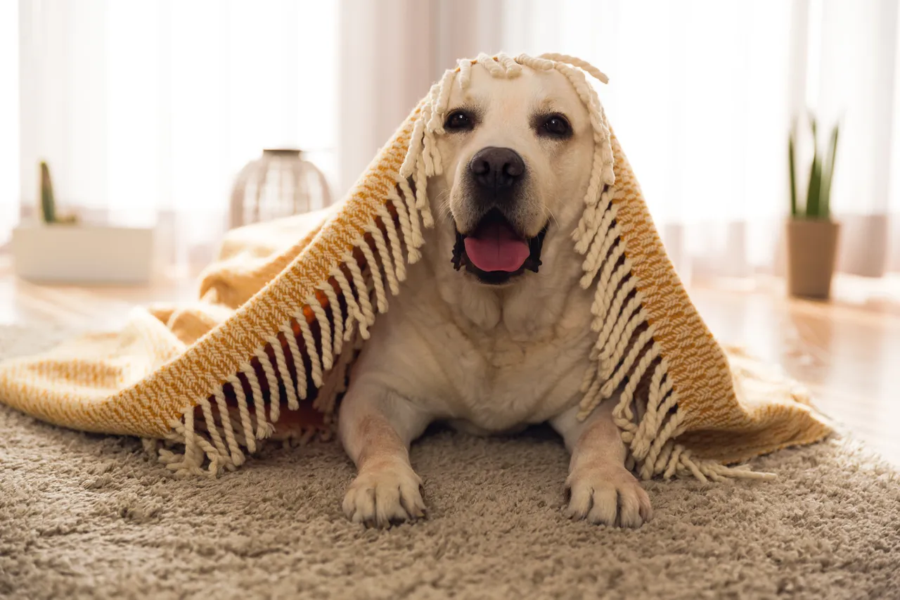 chien-froid