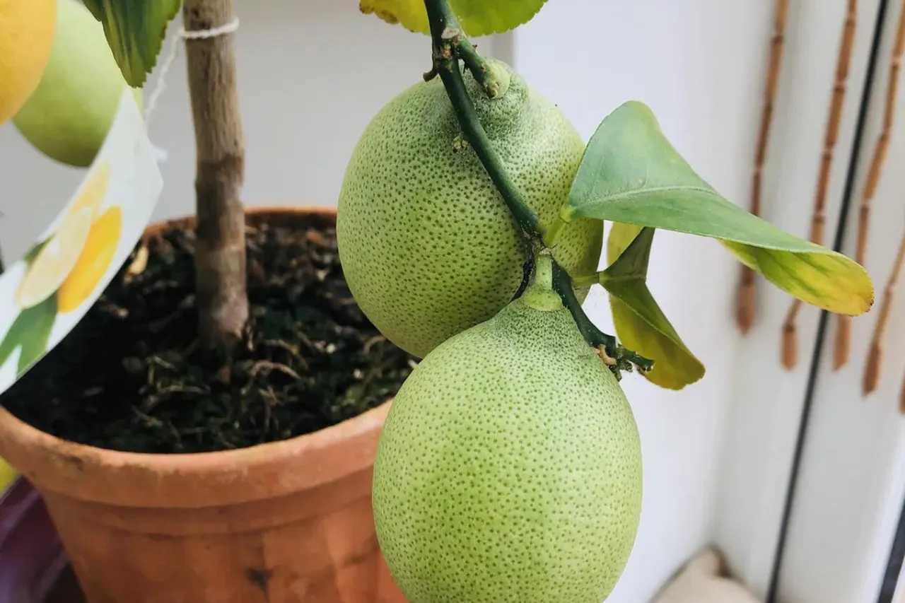 citronnier-pot