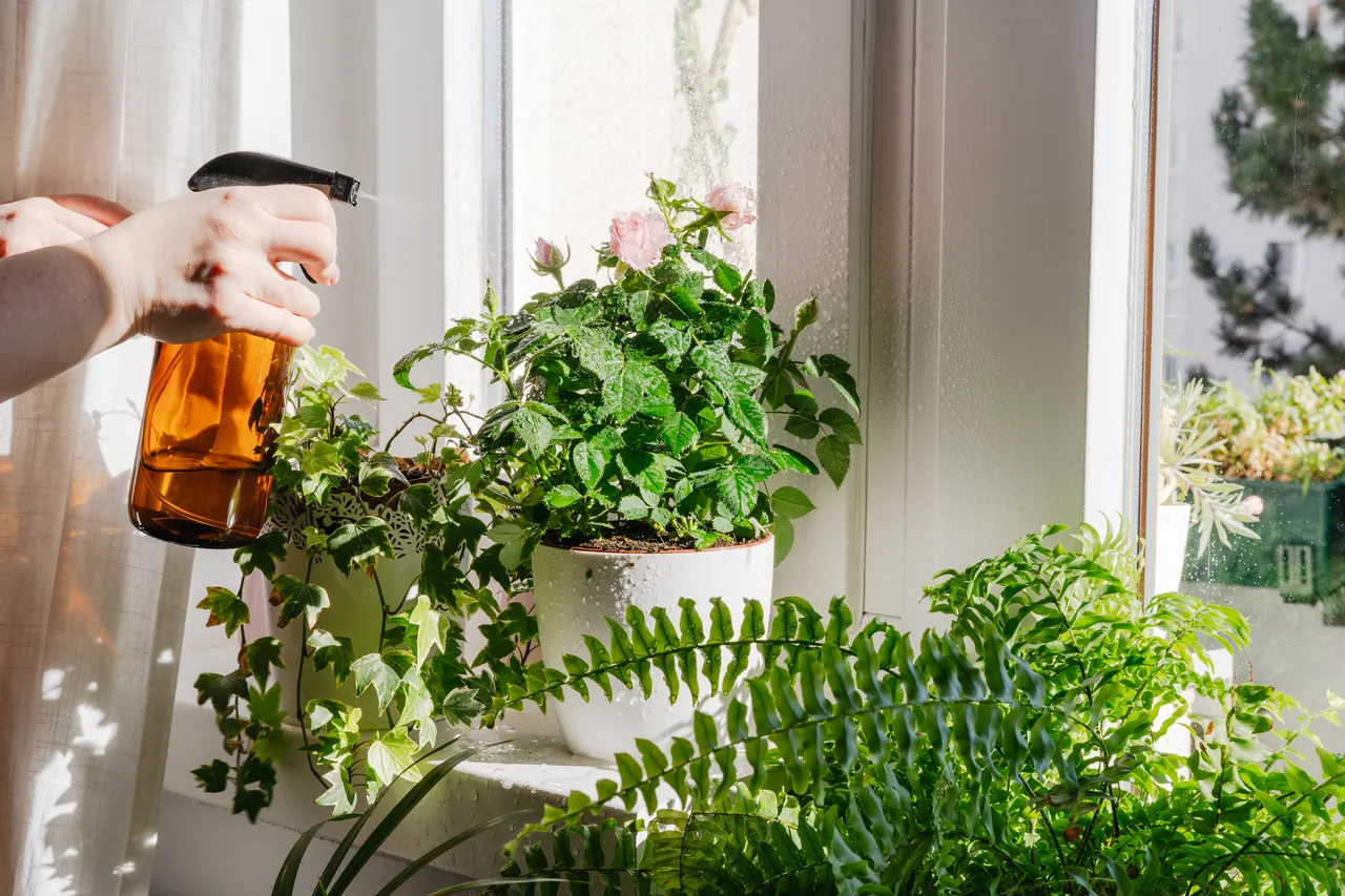 entretien-plantes-hiver