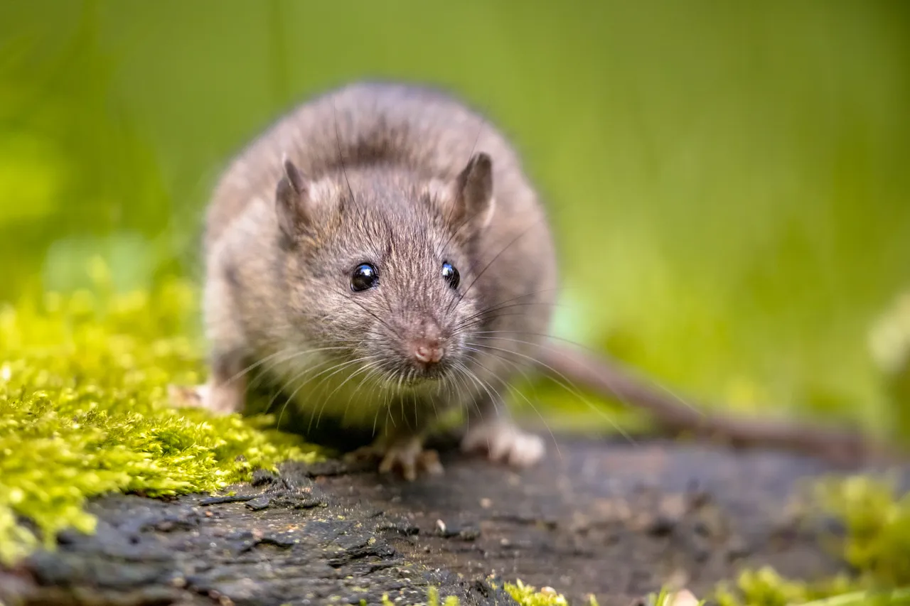 faire-peur-rats
